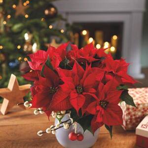 2 Qt. Poinsettia Plant Red Flower in 6.5 in. Grower's Pot w/ Red Pot Cover (2-Pack)