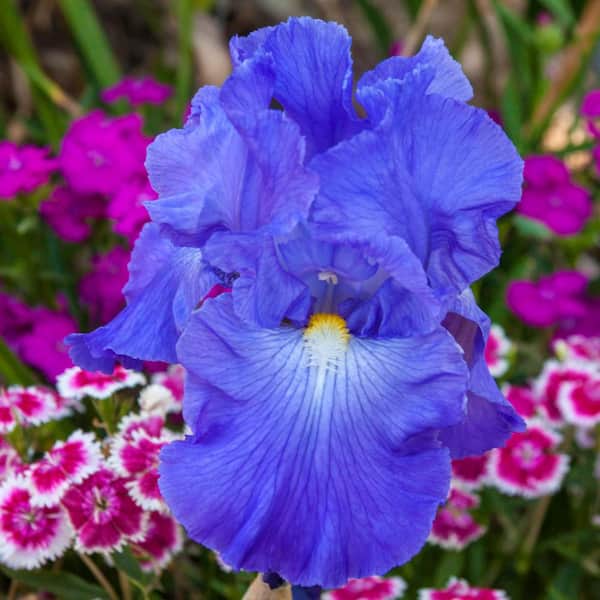 Breck's Victoria Fall Reblooming Iris Live Bareroot Plant Blue Flowers (5-Pack)