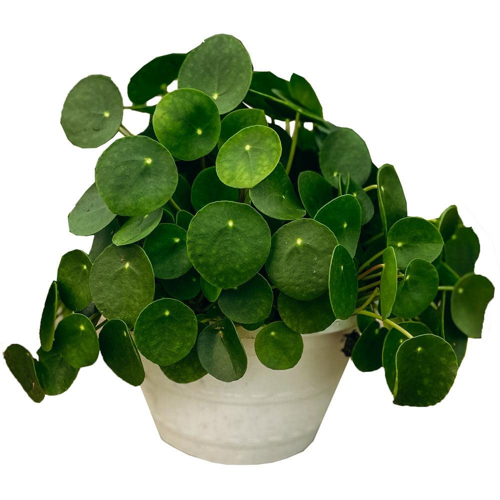 mangfoldighed Flyvningen blomst Vigoro Chinese Money Plant (Pilea Peperomioides) in 10 in. Cream Deco Pot  83498 - The Home Depot