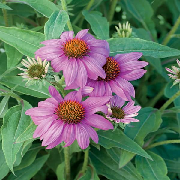 ALTMAN PLANTS #1 2.5 Qt. Pow Wow Pink Coneflower Plant