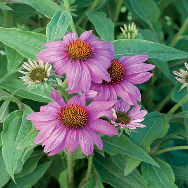 METROLINA GREENHOUSES 2.5 Qt. Pow Wow Wildberry Pink Coneflower Plant 23333 The Home Depot