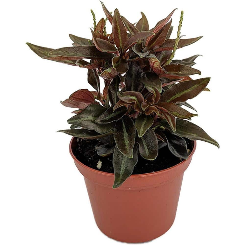 Wekiva Foliage Dragon's Tongue Plant-4 Live Starter Plants in 2 in.  Grower's Pots-Hemigraphis Repanda-Exotic Indoor Outdoor Shrub DragTou4x2 -  The Home Depot