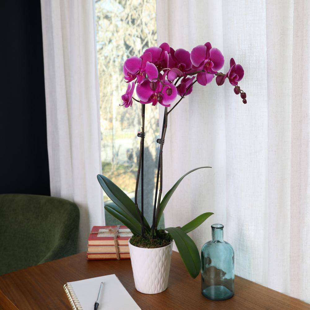 Elegant Purple Orchid in White Ceramic Pot