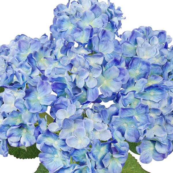 Hydrangea4937　1003 Monrovia Blue Enchantress Hydrangea Flowering Shrub Pot 092752 at