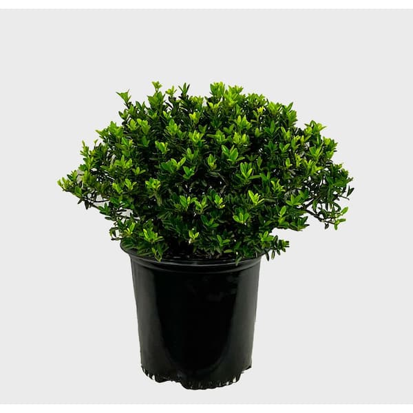 Unbranded 1.5 Gal. Boxleaf Euonymus Live Shrub