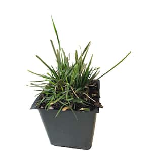 Little Bunny Fountain Grass 3 Total Plants in 3 Separate 4 in. Pot