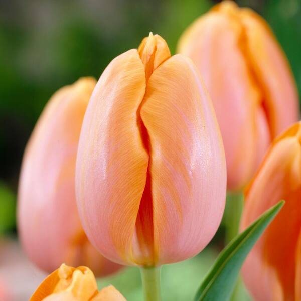 Garden State Bulb 12/+ cm Orange Dordogne Single Late Tulip Flower Bulbs (Bag of 100)