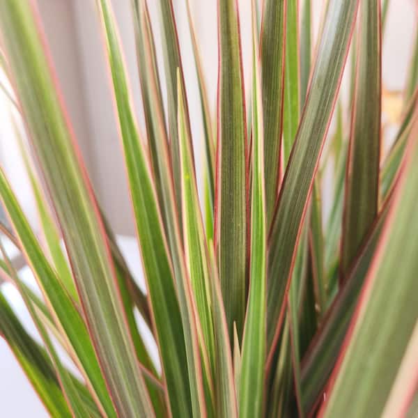 philodendron golden dragon Philodendron Golden Dragon main image 0