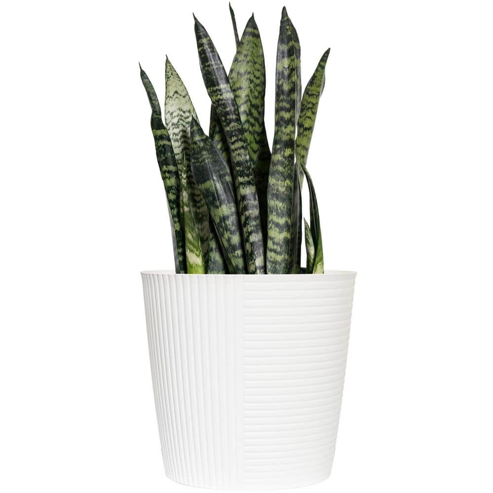United Nursery Live Snake Plant Sansievieria Zeylanica 10 inch