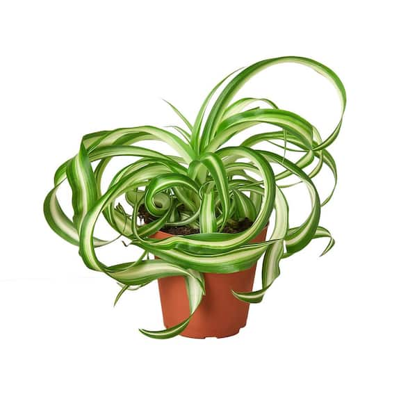 PPC INTERNATIONAL LLC Spider Plant 'Bonnie' (Chlorophytum comosum) Plant in 4 in. Grower Pot