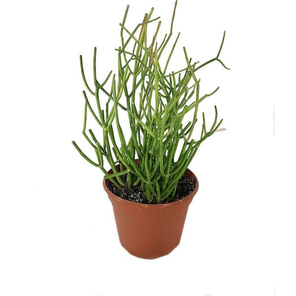 Wekiva Foliage Pencil Cactus-Live Plant in an 8 Inch Pot-Euphorbia Tirucalli-Beautiful Indoor Succulent Houseplant
