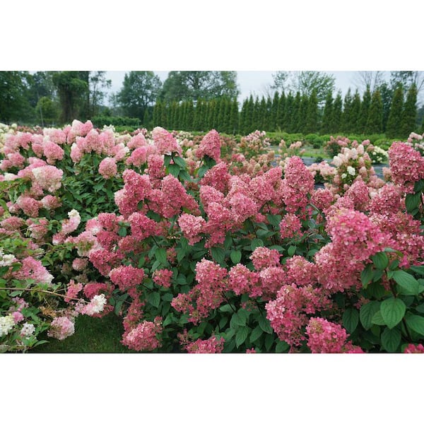 2 Gal. Fire Light Hydrangea (Hydrangea paniculata) Live Flowering Plant with Creamy-White Turning to Vivid Red Flowers