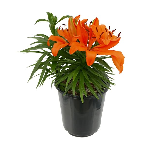 Unbranded Perennial Asiatic Lily Orange 2.5 Qt.