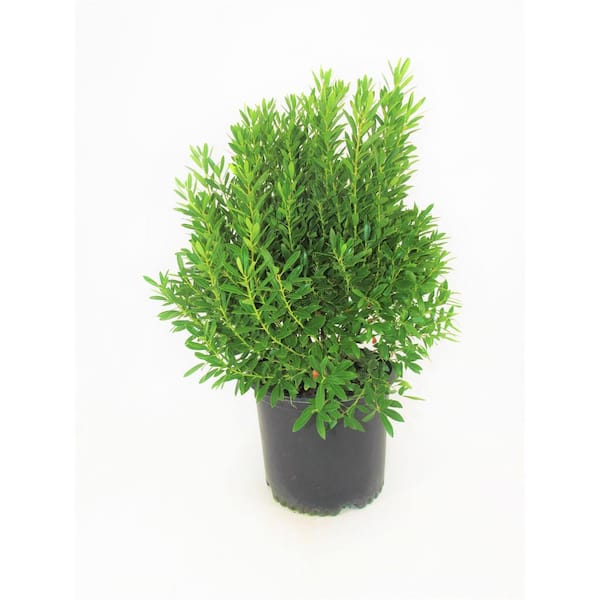 3 Gal. Shamrock Inkberry Holly Live Evergreen Shrub