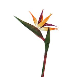 24 in. Natural Touch Orange Artificial Bird of Paradise Flower Stem Tropical Spray (Set of 4)