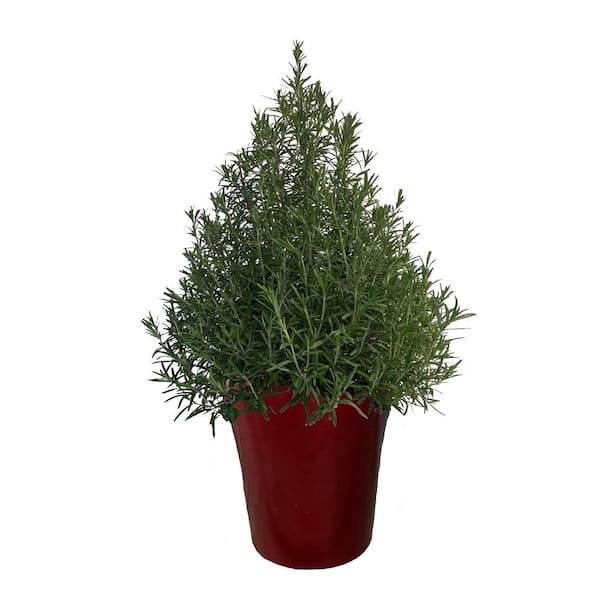 Unbranded 1 Gal. Rosemary Evergreen Holiday Plant in Decorative Red Pot with Pale Blue to White Flowers