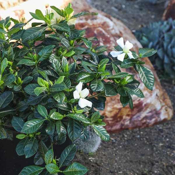 ALTMAN PLANTS Gardenia Jasminoides August Beauty Cape Jasmine