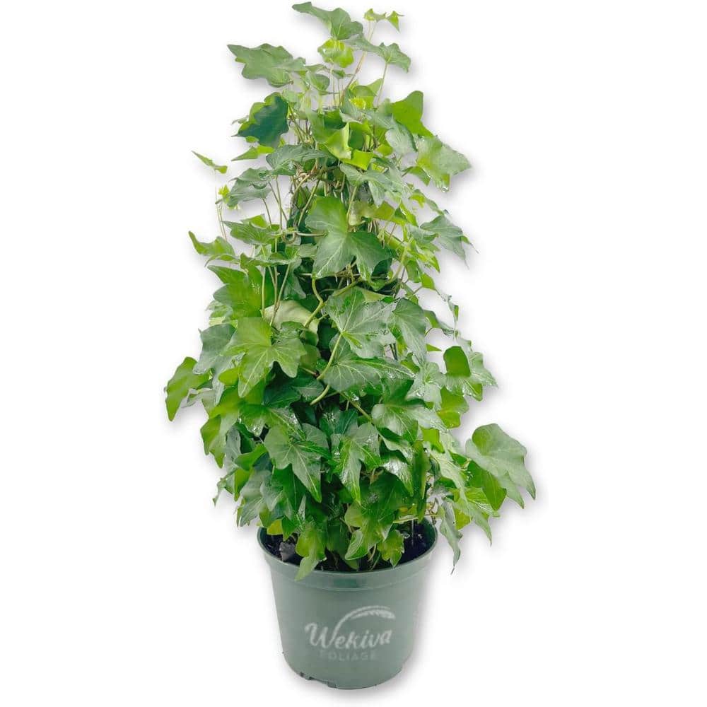 house-plants-engliivy6x1-