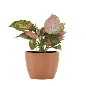 Aglaonema Ruby Ray Live Chineese Evergreen in 6 inch Premium Sustainable Ecopots Terracotta Pot