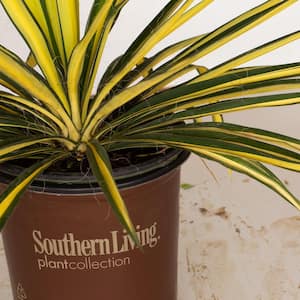 1.5 Gal. Color Guard Yucca (Adam's Needle) with Variegated Creamy White and Dark Green Foliage