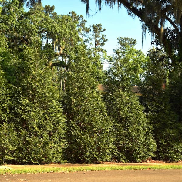 Vigoro 4-5 ft. Emerald Cedar Tree