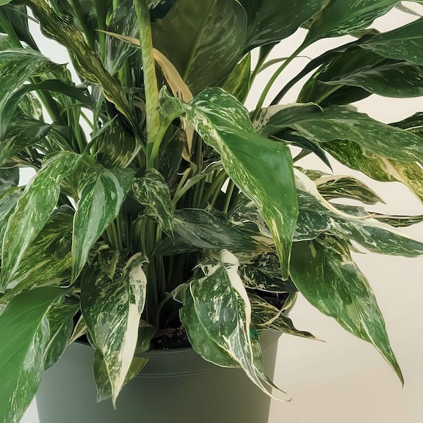 national PLANT NETWORK 4 in. Spathiphyllum Domino Variegated Peace