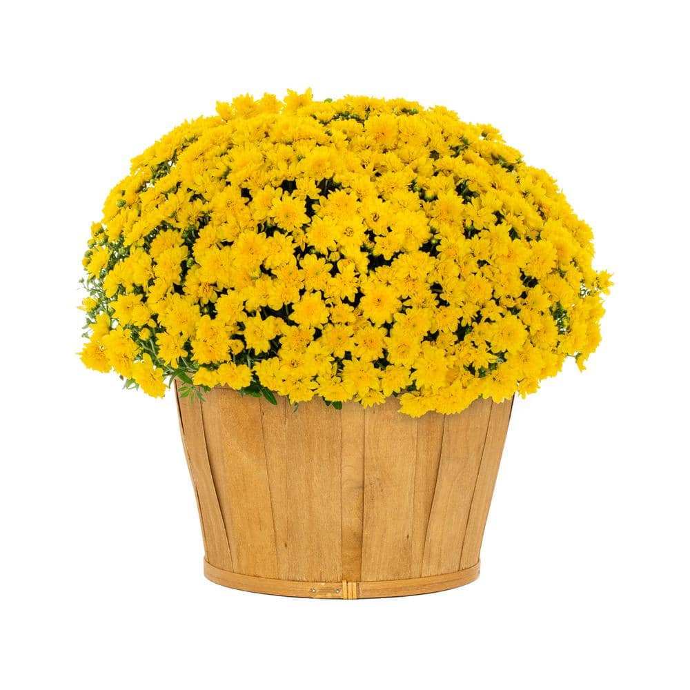 METROLINA GREENHOUSES 1.5 Gal. Yellow Bushel Basket Mum