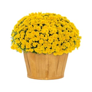 1.5 Gal. Yellow Bushel Basket Mum Chrysanthemum Perennial Plant (1-Pack)