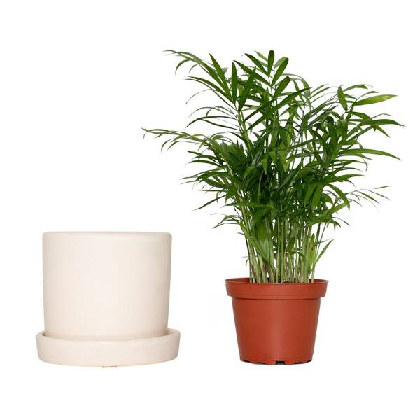 The Sill Medium Hyde Planter in Cream