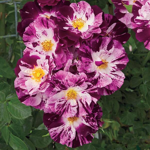 Spring Hill Nurseries 3 Gal. Pot, Purple Splash Climbing Rose Bush, Live Potted Deciduous Flowering Plant (1-Pack)