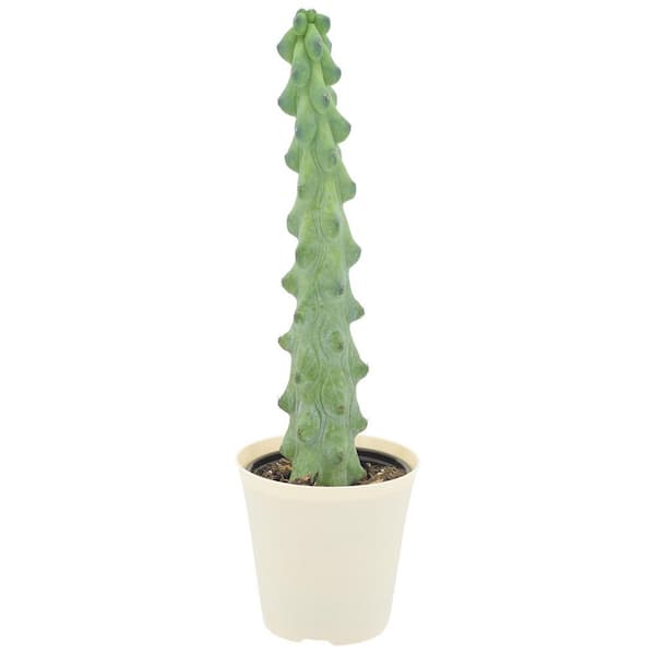 4 in. Boobie Cactus Plant in Beige Plastic Grower Pot Cover