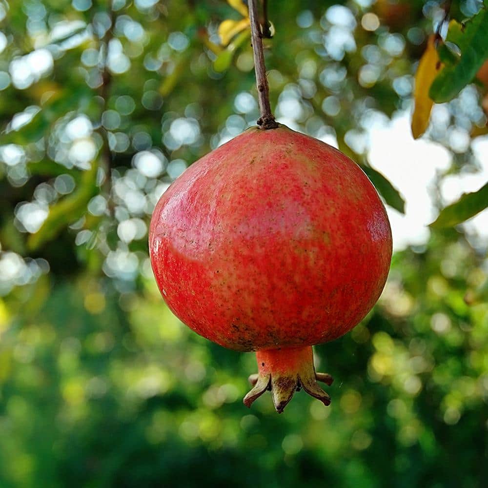 1 Gal. #26 Pomegranate Tree