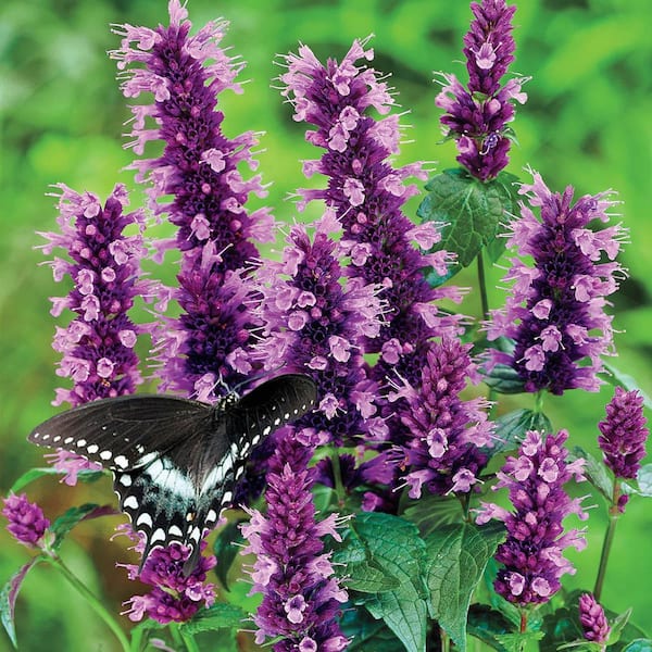 DIRECT GARDENING Black Adder Purple Flowering Hummingbird Mint Agastache Perennial Starter Plant (1-Pack)