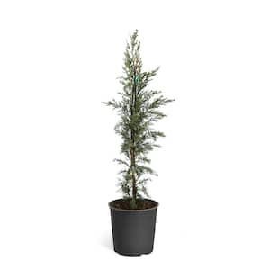 4 ft. to 5 ft. Tall 5 Gal. Italian Cypress Evergreen Tree