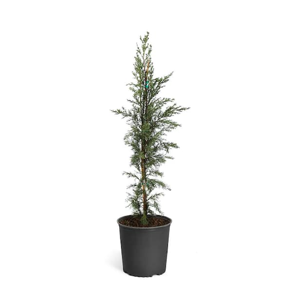 Brighter Blooms 4 ft. to 5 ft. Tall 5 Gal. Italian Cypress Evergreen Tree