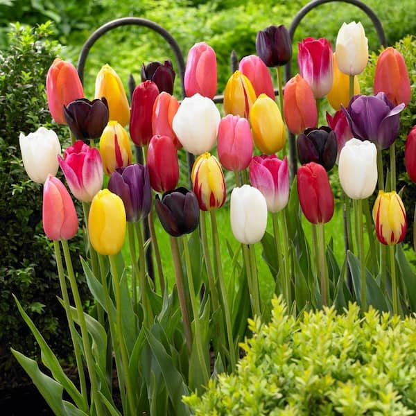 Bloomsz Single Late Tulip Mix Flower Bulb (10-Pack)