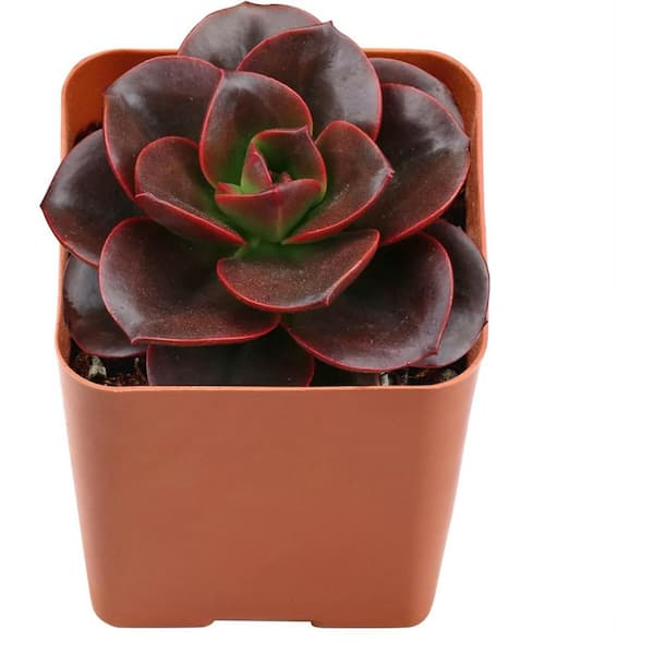 Wekiva Foliage Echeveria Melaco-Live Starter Plant in a 2 Inch Growers Pot-Rare and Beautiful Colorful Compact Easy Care Succulent