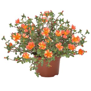 1 Qt. Portulaca Purslane Annual Plant with Orange Flowers (5 - Pack)