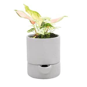 6 in. Dia x 7 in. H Cylinder Composite Self Watering Pot in White