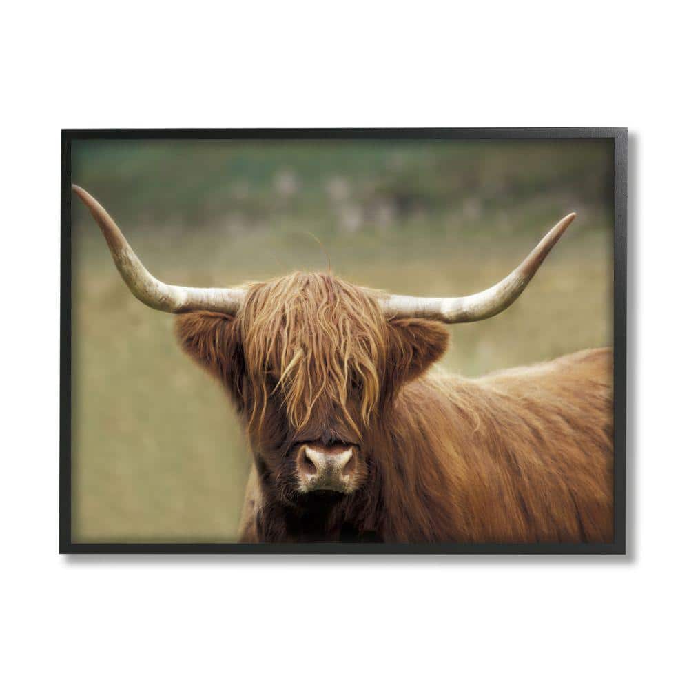 Stupell Industries Cattle Shaggy Country Animal Portrait Photography By  Danita Delimont Framed Print Animal Texturized Art 16 in. x 20 in.  ai-757_fr_16x20 The Home Depot