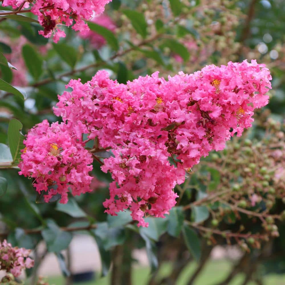 Miami Pink Flowering Deciduous Crepe Myrtle Shrub, 3 Gallon