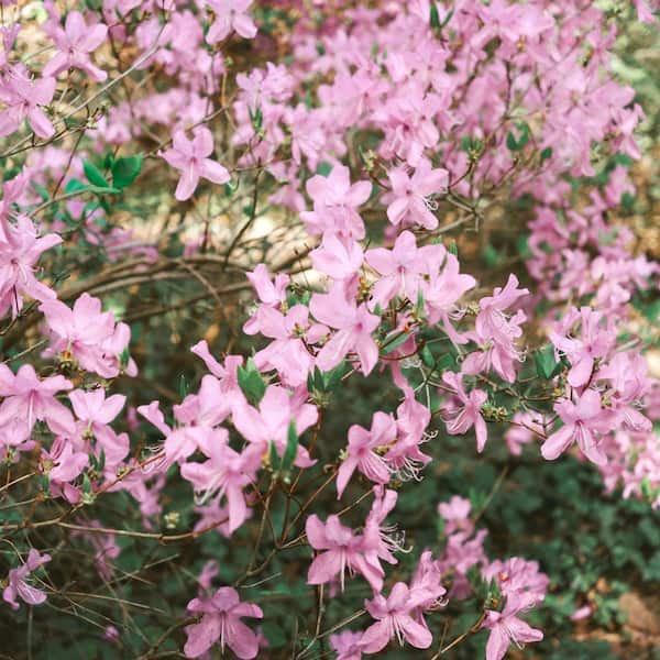 national PLANT NETWORK 3 gal. Native Azalea Varnadoes Pink Phlox