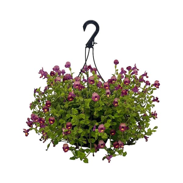 4.73L. Torenia Moon Magenta Flower 10 in. Hanging Basket