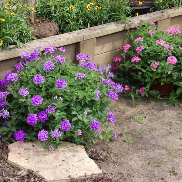 national PLANT NETWORK 2.5 in. Hardy Purple and Pink Verbena Duo