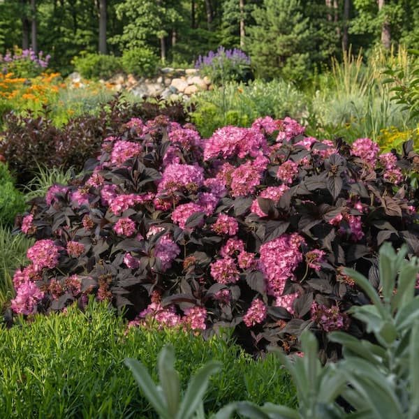 national PLANT NETWORK 3 gal. Hydrangea Midnight Rider Live Shrub