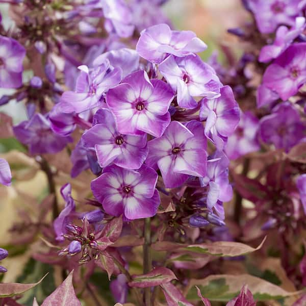 VAN ZYVERDEN Tall Phlox Olympus Set of 3 Roots 84577 - The Home Depot