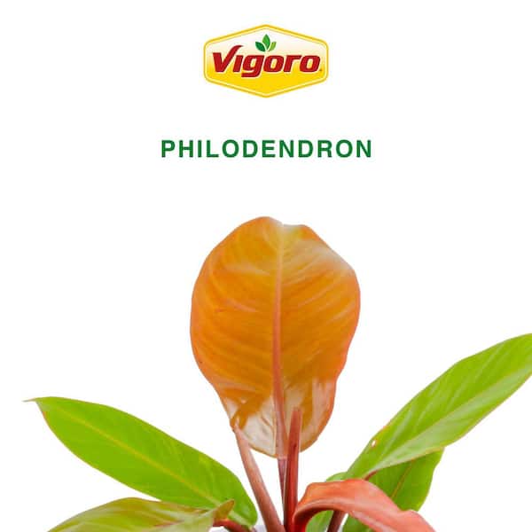 Vigoro Grower's Choice Philodendron Plant in 10 in. White Decor Pot, Avg.  Shipping Height 2-3 ft. Tall L-PHI-S-PWT-01 - The Home Depot