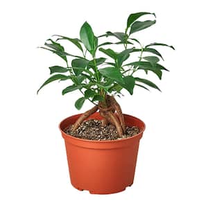 Ficus Ginseng (Ficus retusa) Plant in 6 in. Grower Pot
