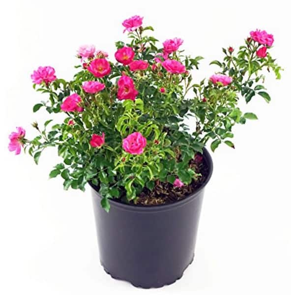 Flower Carpet 2 Gal. Pink Flower Carpet Rose, Live Plant with Double Pink Flowers, Zone 5-8 (1-Pack)