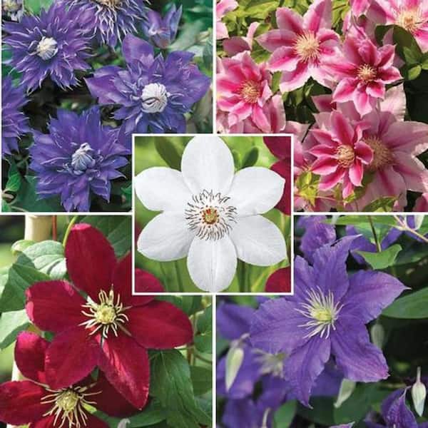 2.5 Qt. Clematis Plant in 6.3 in. Grower's Pot